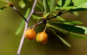 Image result for Gymnosporia tenuispina