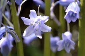 List Of Flower Names With Their Meanings And Alluring Pictures Flowers Name List Flower Names Blue Bell Flowers