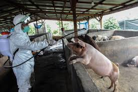 Different isolates of the virus can cause a range of clinical signs that vary in severity. African Swine Fever Kills 27 000 Indonesia Pigs Asia Times