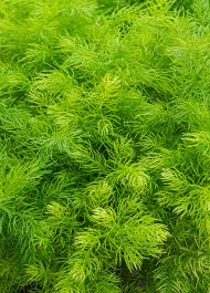 Image result for Asparagus divaricatus