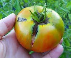 Maybe you would like to learn more about one of these? What Causes Tomatoes To Crack North Carolina Cooperative Extension