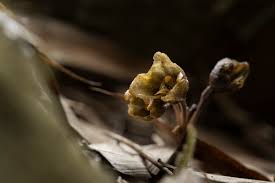 Image result for Gastrodia rwandensis