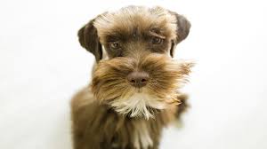 Puppies may have a small size (due to stunted growth), poor muscle development and/or blindness. Early Signs Of Liver Disease In Dogs