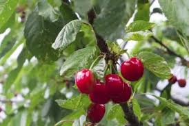 In general, trees and other plants grow faster in warmer climates. How Long Does It Take Cherry Trees To Produce Sour Cherry Tree Growing Cherry Trees Growing Fruit Trees