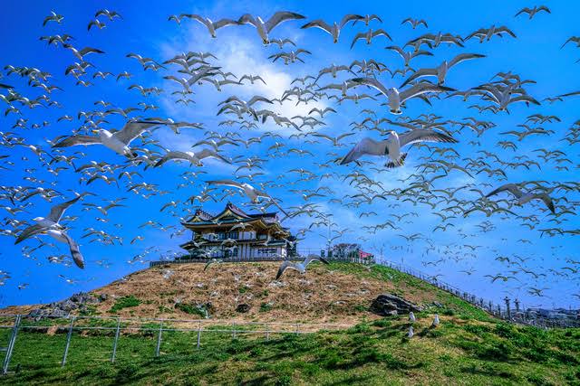 フンをかぶる覚悟いる」 青森県・蕪島を飛ぶ3万羽超のウミネコ [青森県]：朝日新聞
