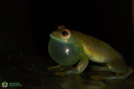 Image result for glass frog
