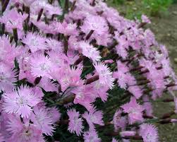 Repeat blooms if promptly sheared after spring flush and can continue into fall. Plant Of The Week Dianthus Ken Matthews Garden Center