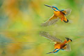 fu yi chen kingfisher common kingfisher birds in flight