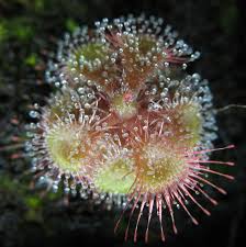 Image result for Drosera burkeana