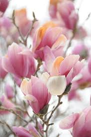 In spring, large white showy flowers light up the branches before the leaves emerge. Magnolias Beautiful Flowers Flowers Pretty Flowers
