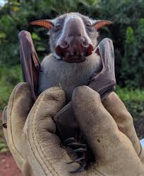 Learn why bats, bears, primates, and more will not make good companion animals. Hammer Headed Bat Wikipedia