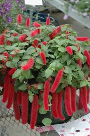 Check your baskets every day and keep them moist throughout the growing season. Jimmy Turner Pa Twitter The Firetail Or Chenille Plant Acalypha Pendula Is A Member Of The Euphorbiaceae Family And A Native Of Cuba Is Still One Of My Favorite Red Flowers For