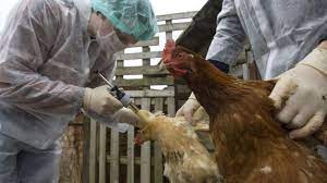 La plupart des cas humains de grippe porcine ont été bénins, quelques personnes ont. Un Cas De Grippe Aviaire Detecte En Dordogne L Express