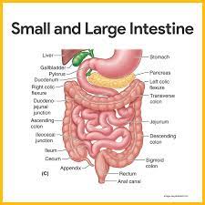 Digestive System Anatomy And Physiology Nurseslabs Intestines Anatomy Human Digestive System Digestive System Anatomy