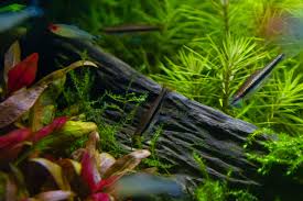 Image result for Pogostemon aquaticus