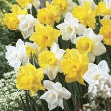 Narcissus Welcoming Trumpets Mix With Images Daffodils Daffodil Bulbs Flowers
