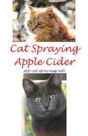 Cleaning Cat Pee Cat Spray Cats Male Cat Spraying