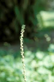 Image result for Cyathula