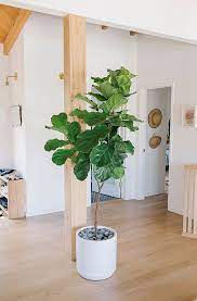 What I See A Lot On Pinterest Fiddle Leaf Fig Tree Jest Cafe Fiddle Leaf Fig Fiddle Leaf Fig Tree Fiddle Leaf