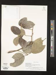 Image result for Illigera pentaphylla