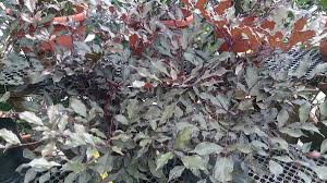 Image result for Leea guineensis