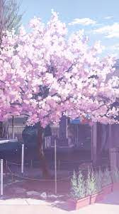 Cherry Blossom Wallpaper Cherry Blossom Wallpaper Anime Scenery Wallpaper Anime Cherry Blossom