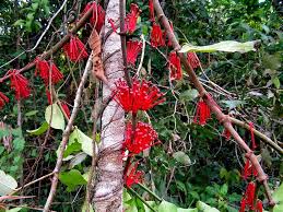 Image result for Globimetula