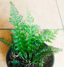 Image result for Asplenium rutifolium