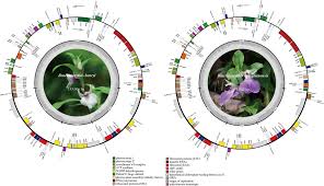 Image result for Brachycorythis buchananii
