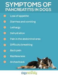 Pancreatitis In Dogs The Scary Truth How To Manage It In 2020 Pancreatitis In Dogs Diabetic Dog Dog Remedies