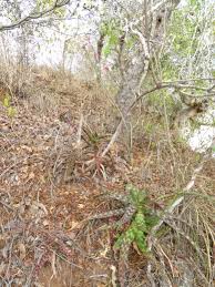 Image result for Aloe mossurilensis