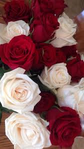 Pin By Mega M Chain On Lovey Rose Flower Wallpaper Beautiful Rose Flowers Flower Wallpaper