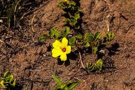 Image result for Hibiscus pusillus