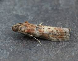 Image result for Stigmella roborella