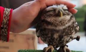 Animalwised takes a look at the different aspects of domestic otters. Still Want That Kitten The Adorable Baby Owl Who Loves Being Petted Daily Mail Online