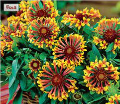Maybe you would like to learn more about one of these? Blanket Flower Michigan Bulb Blog