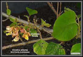 Image result for Gmelina