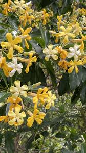 Image result for Hymenosporum