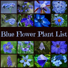 Blue Garden Plants Plants Planting Flowers Blue Flowers