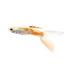 Maybe you would like to learn more about one of these? Male Lyretail Guppys For Sale Order Online Petco