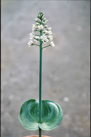 Image result for Eriospermaceae