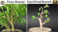 Ficus Bonsai - Experiments & Sacrificial Branches