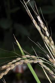 Image result for Oryza