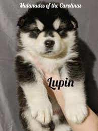 Find a malamute on gumtree, the #1 site for dogs & puppies for sale classifieds ads in the uk. Alaskan Malamute Puppies For Sale Lincolnton Nc 273624