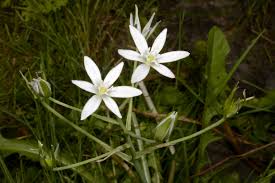 Image result for Ornithogalum flexuosum