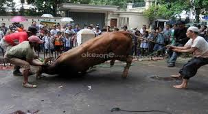 Aug 02, 2021 · penyembelihan: Mau Sembelih Hewan Ternak Perhatikan 4 Syarat Ini Agar Halal Dimakan Okezone Muslim