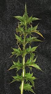 Image result for Carduus leptacanthus