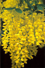 Image result for Laburnum