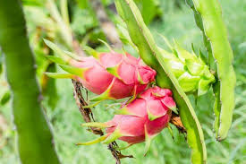 Dragon fruit can be planted as ornamental plants, but they do bare delicious fruit that is rather tasty. How To Water A Dragon Fruit Plant Hunker Dragon Fruit Plant Dragon Fruit Tree Dragon Fruit