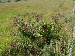 Image result for ironweed plant